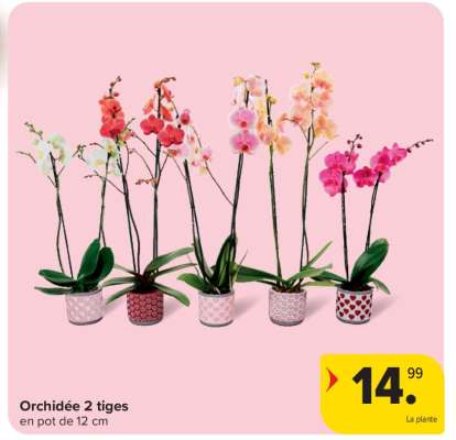 Orchidée 2 tiges
