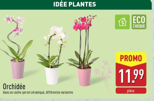 Orchidée