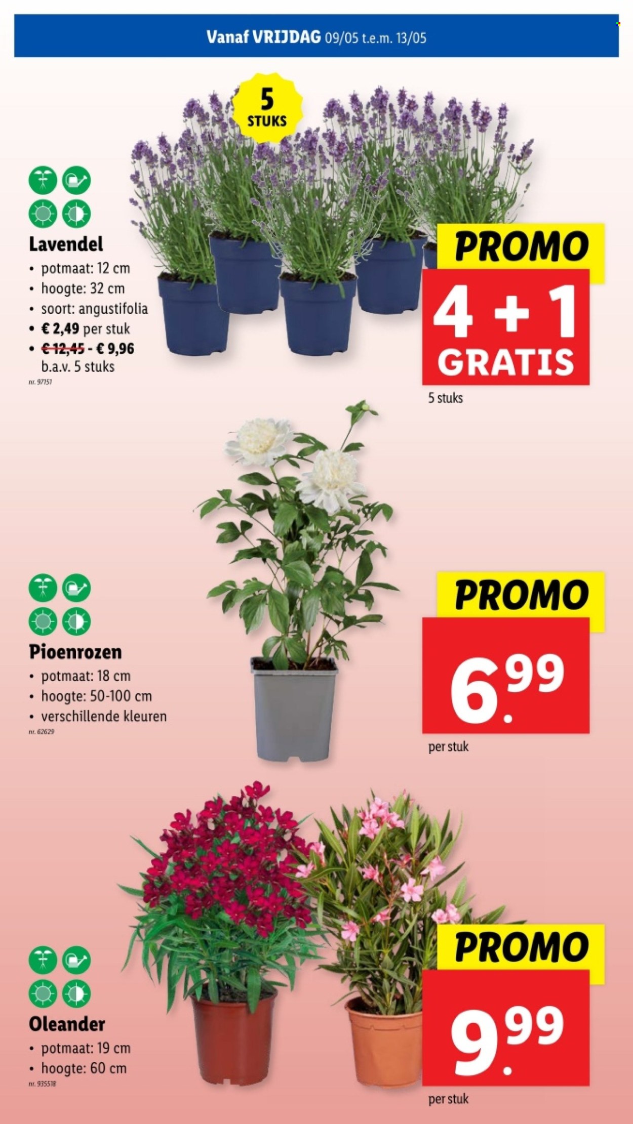 Catalogue Lidl - 7.5.2025 - 13.5.2025. Page 31.