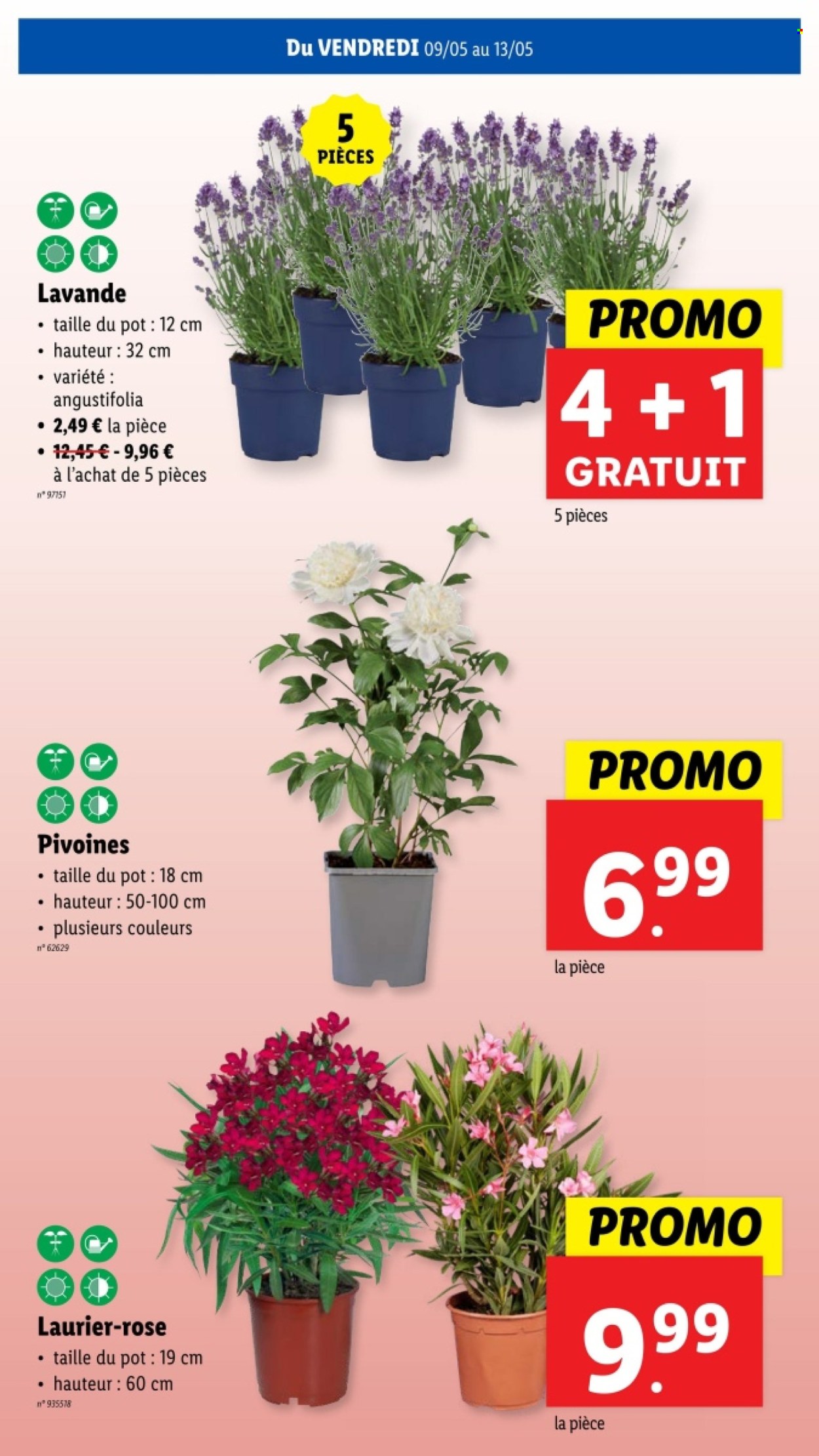 Catalogue Lidl - 7.5.2025 - 13.5.2025. Page 31.