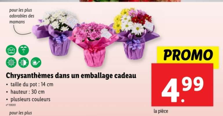 Chrysanthèmes dans un emballage cadeau
