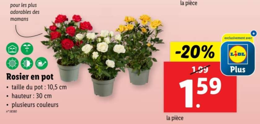 Rosier en pot