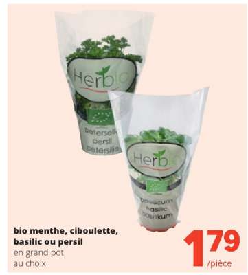 bio menthe, ciboulette, basilic ou persil