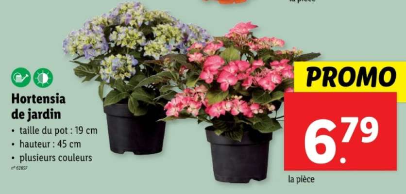 Hortensia de jardin