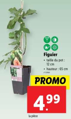 Figuier